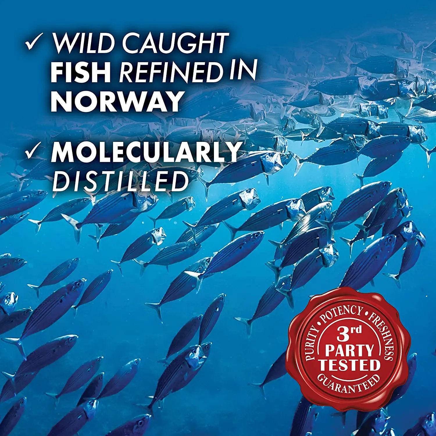 Bluebonnet Nutrition Omega-3 Brain Formula Natural Wild Caught Triglyceride Form DHA 1000 mg EPA 210 mg - Highly Concentrated Cognitive Health & Wellness Support Supplement - Gluten-Free - 120 Softgels - Pack of 1