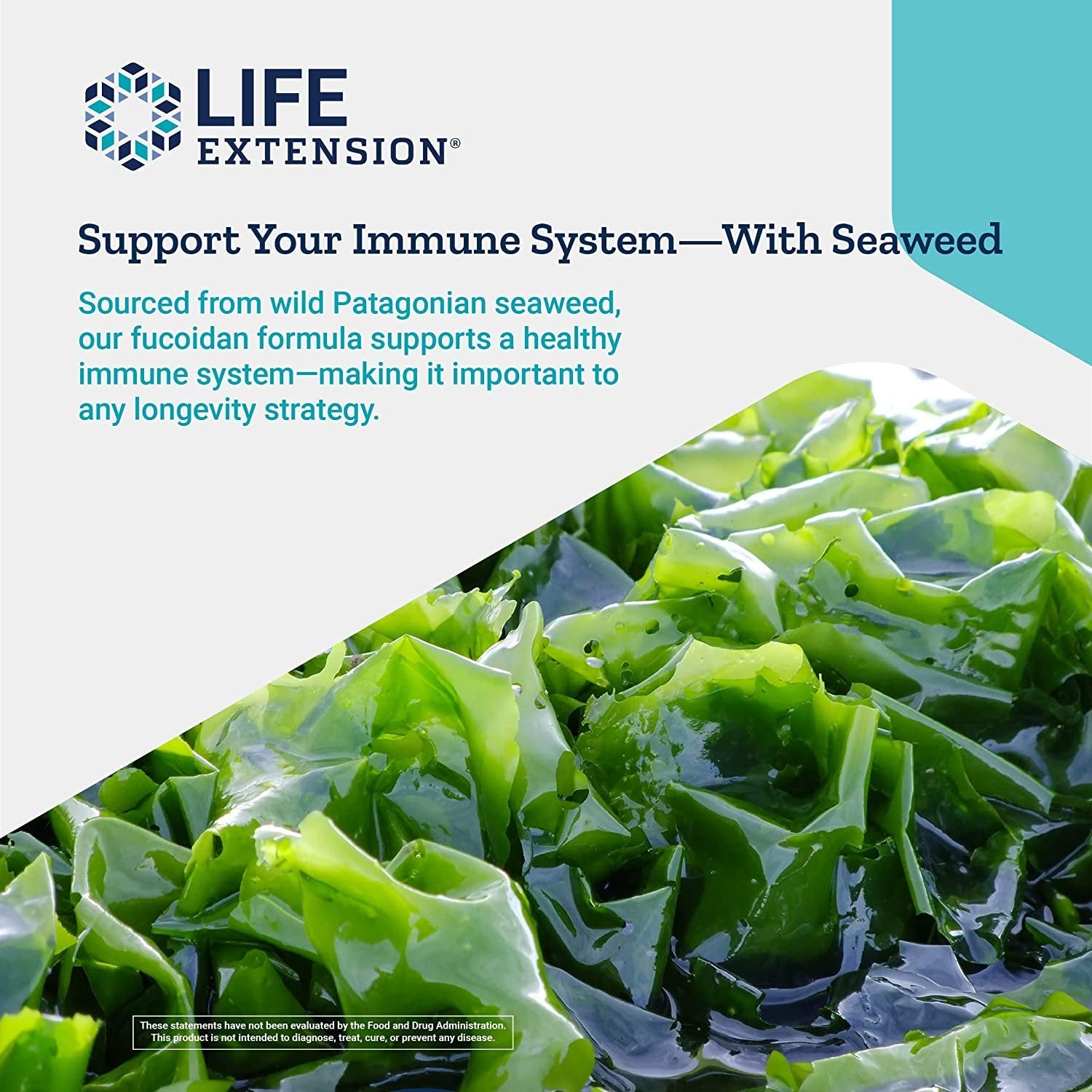 Life Extension Optimized Fucoidan with Maritech 926 - Fucoidan Supplement Pills - Wild-Harvested Wakame from Ocean Extract for Immune Health Support - Non-GMO, Gluten-Free, Vegetarian - 60 Capsules